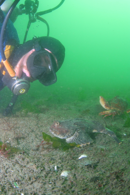 BUFFALO SCULPIN AND RED ROCK CRAB